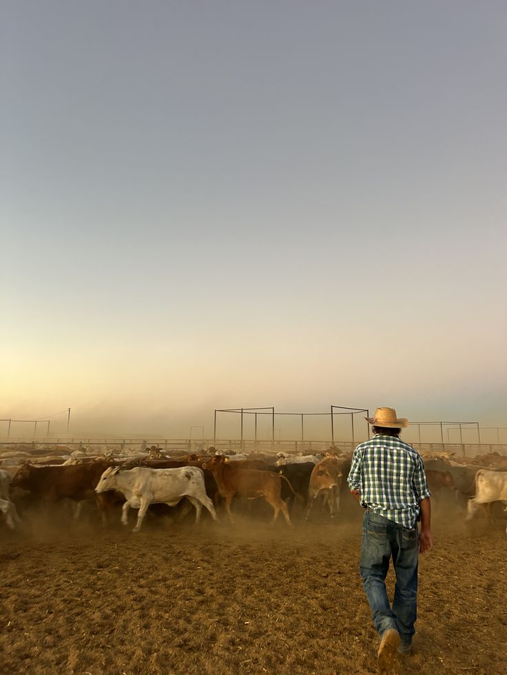 A rancher walking toward cattle in dust and evening light